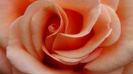 Timeline: Stages And Ages Of Life!!!