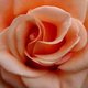 Peach rose