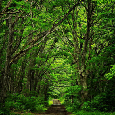 Timeline: La Natureza