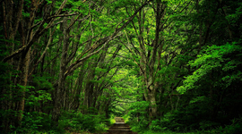 Timeline: La Natureza