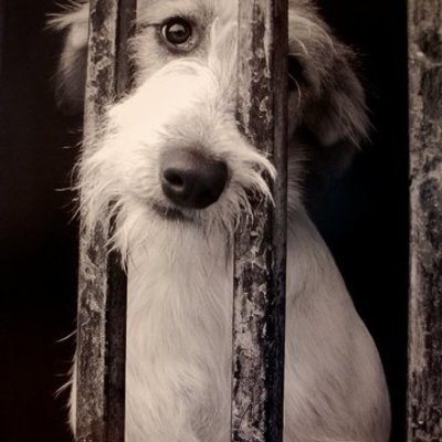 Timeline: Maltrato animal