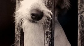 Timeline: Maltrato animal