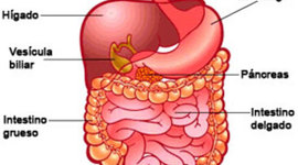 Timeline: sistema digestivo