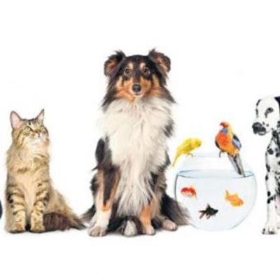 Timeline: Los animales