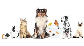 Timeline: Los animales