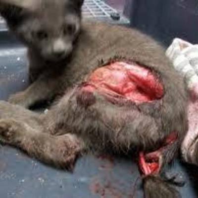 Timeline: celebraciones contra la vida animal