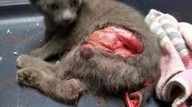 Timeline: celebraciones contra la vida animal