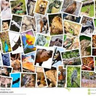 Timeline: Animales en peligro