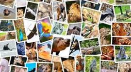 Timeline: Animales en peligro