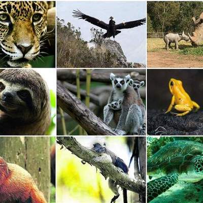 Timeline: ANIMALES EN VÍA DE EXTINCIÓN