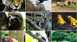 Timeline: ANIMALES EN VÍA DE EXTINCIÓN