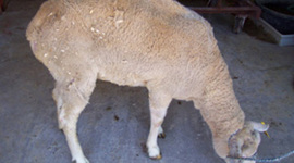 Timeline: Enfermedades causadas por Priones