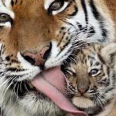 Timeline: Tiger Population