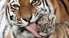 Timeline: Tiger Population