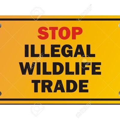 Timeline: Illegal Wildlife Trade
