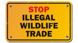 Timeline: Illegal Wildlife Trade
