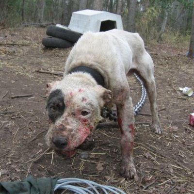 Timeline: Maltrato animal