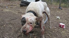 Timeline: Maltrato animal