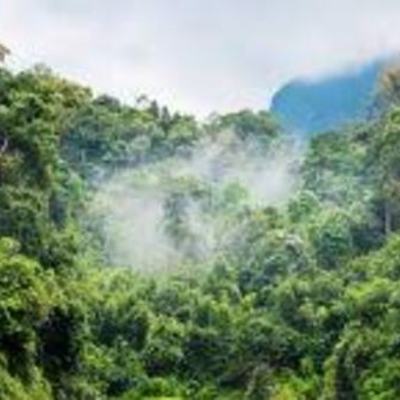 Timeline: animales extintos