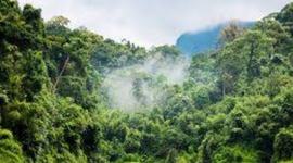 Timeline: animales extintos