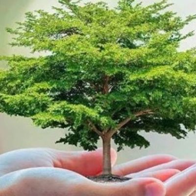 Timeline: Dias ecologicos en el mundo