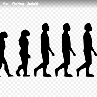 Timeline: Human Evolution