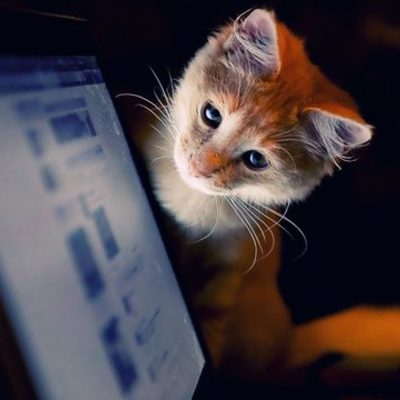 Timeline: CAt EvOlutIon