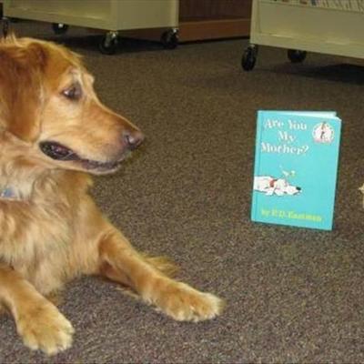 Timeline: funny animal pics