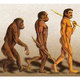 Evolución