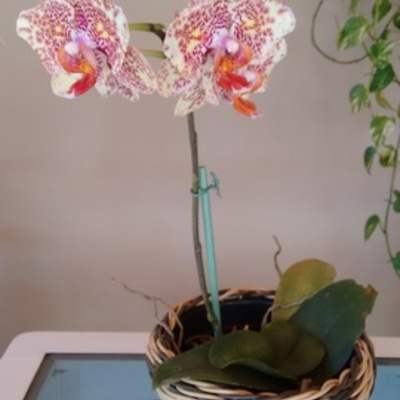 Timeline: Minhas viagens