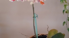 Timeline: Minhas viagens