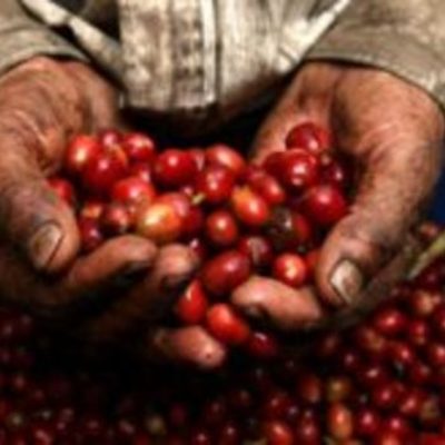 Timeline: La nueva paz de la era y el café (1904-1930)