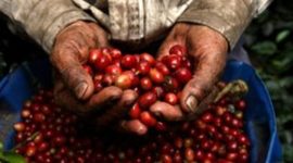 Timeline: La nueva paz de la era y el café (1904-1930)