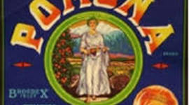 Timeline: History Of Pomona