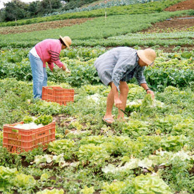 Timeline: AGRICULTURA ORGANICA