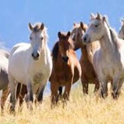 Timeline: History of Horses