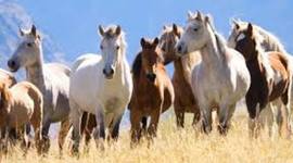Timeline: History of Horses