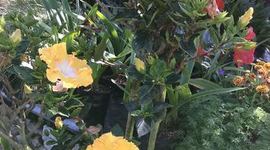 Timeline: Reproducción de cucarda