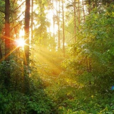 Timeline: Лесоперерабатывающая промышленность от  Петра I до наших дней. Становление и празднование дня лесника в России