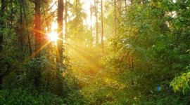 Timeline: Лесоперерабатывающая промышленность от  Петра I до наших дней. Становление и празднование дня лесника в России