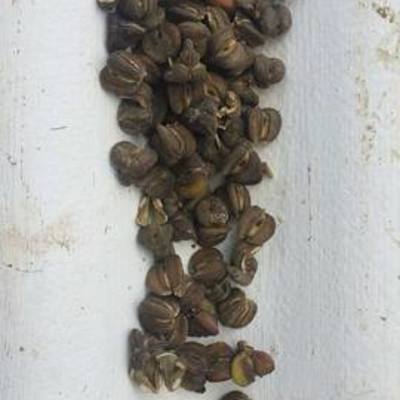 Timeline: REPRODUCCIÓN DE PINLLO POR SEMILLAS