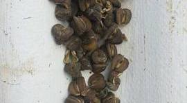 Timeline: REPRODUCCIÓN DE PINLLO POR SEMILLAS