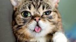 Timeline: razas de gatos