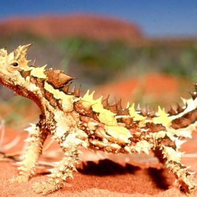 Timeline: J. P. El pollo vampiro