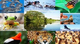 Timeline: indicadores ambientales y su evolucion