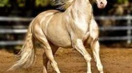 Timeline: los caballos que no querían amo