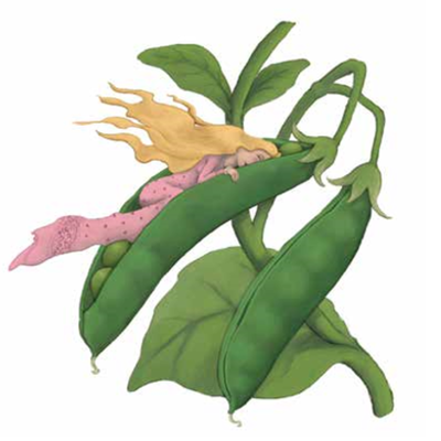 Timeline: LA PRINCESA Y LA ALVERJA