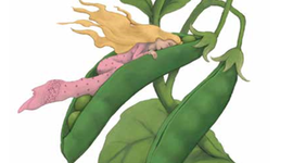 Timeline: LA PRINCESA Y LA ALVERJA