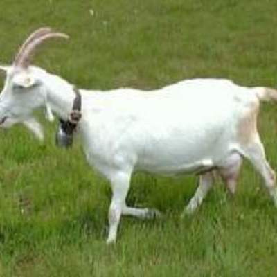 Timeline: Genética del hermafroditismo en cabras Saanen