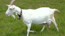 Timeline: Genética del hermafroditismo en cabras Saanen